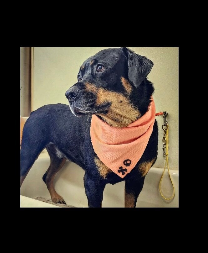 Gina's Clean & Cozy Petcare