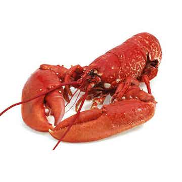 Kreeft kruidenboter VG