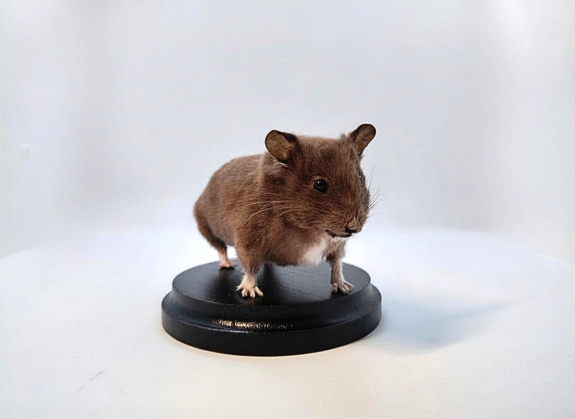 Hamster Mount on Wooden Plaque