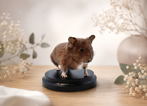 Hamster Mount on Wooden Plaque