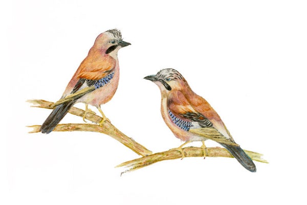 European Jay Couple ('Cheeky birds')