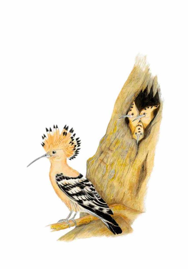 Hoopoe Parent with Youngs (original painting)