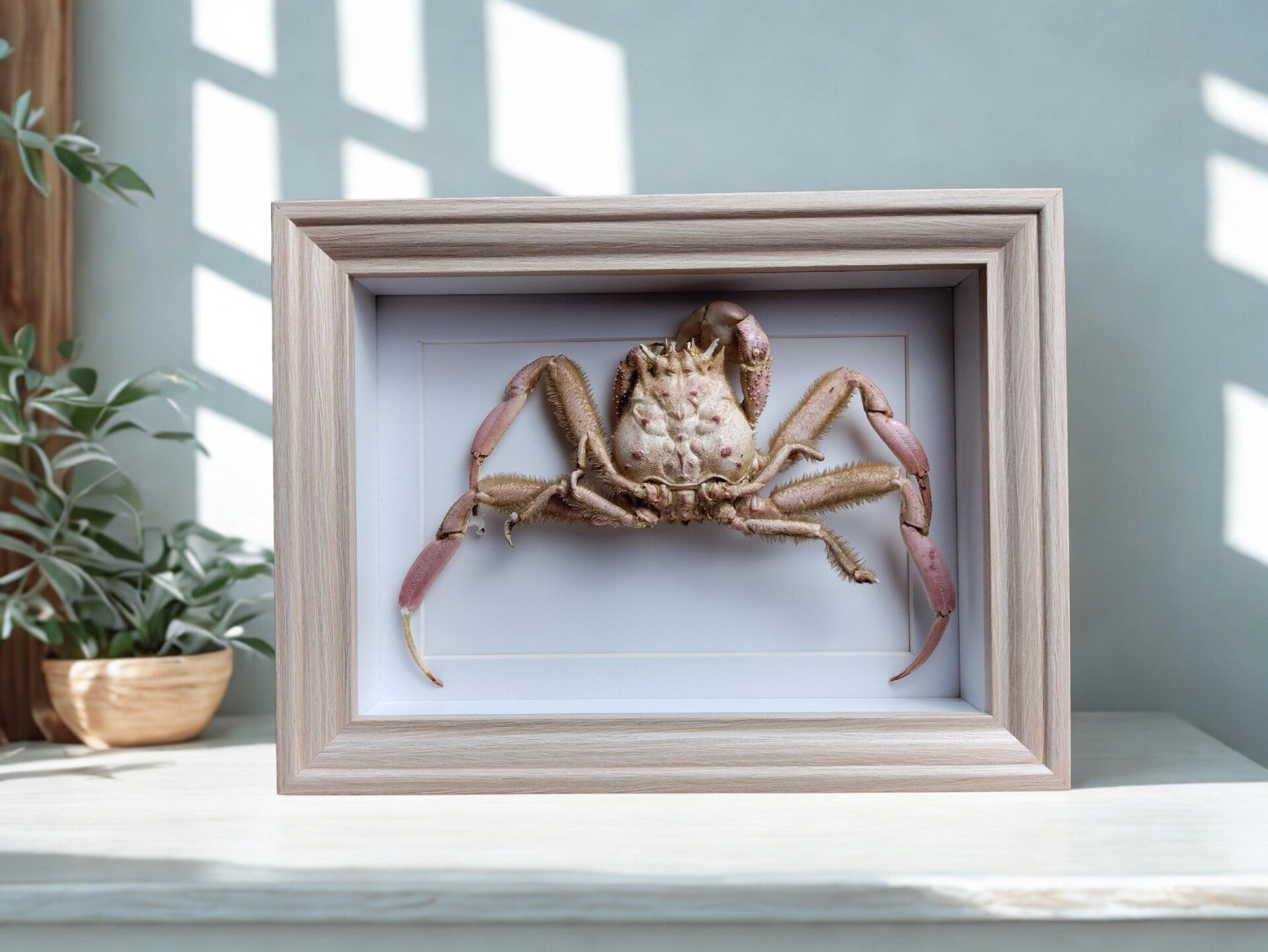 Framed Dorippe quadridens Crab