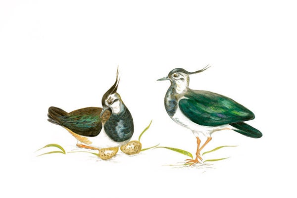 Lapwing Couple Art Print (Mounted)