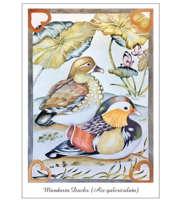 (4) Mandarin Duck Postcard (nowhere else available)
