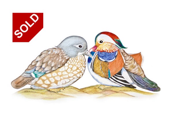 Mandarin Duck Couple Resting Together (5)