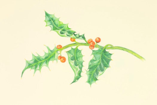 Holly Gift Cards (20)