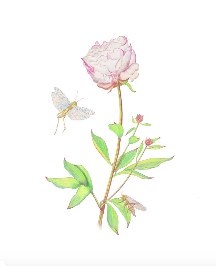 Peony Artwork Original Minimalism