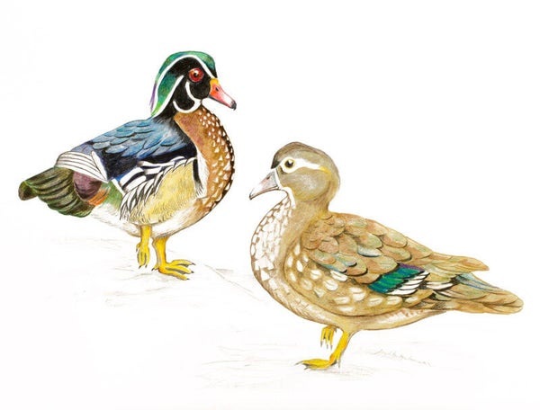 Carolina or Wood duck (Aix sponsa) Original Painting