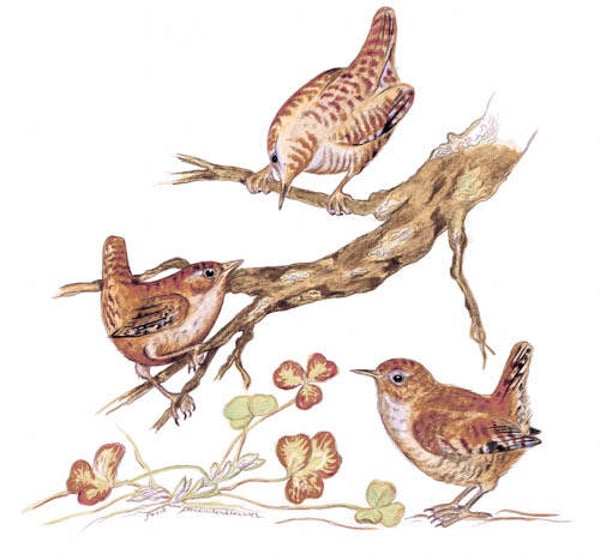 Family of Wrens