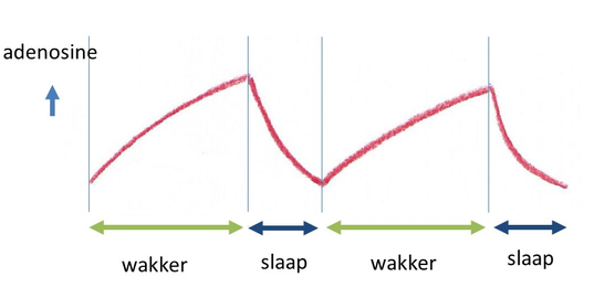 adenosine opbouw en afbraak
