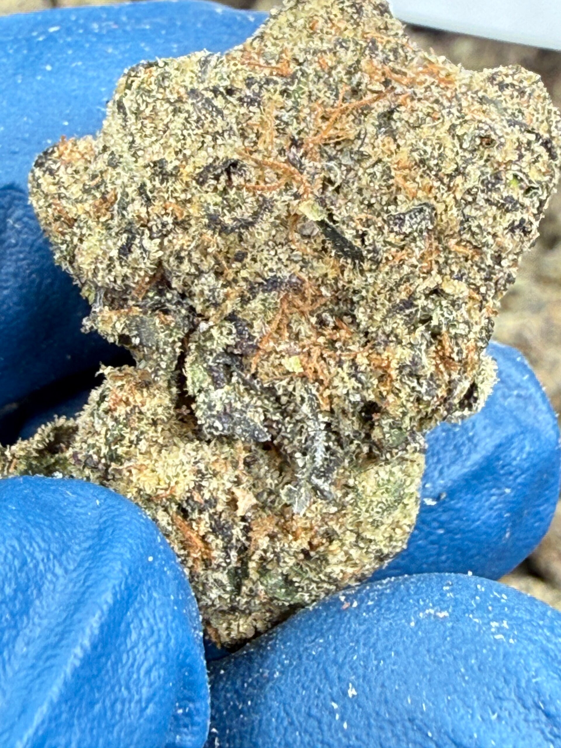 img_1296-standard.jpg