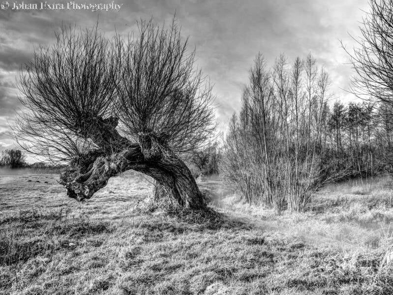 willow-black-white-fog-signed-standard.jpg