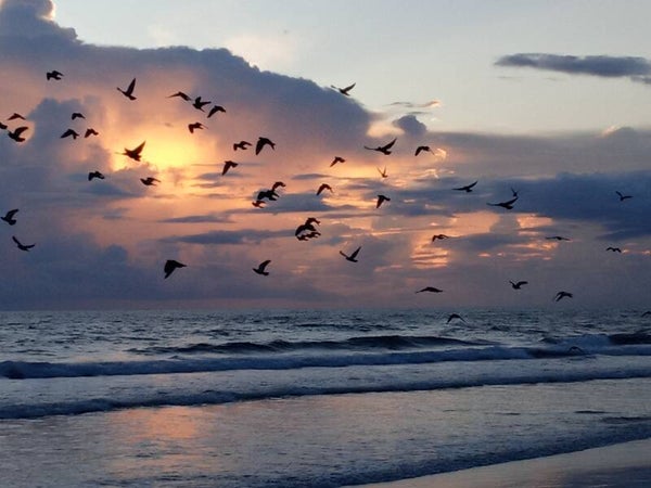 Developmental Milestones Survey