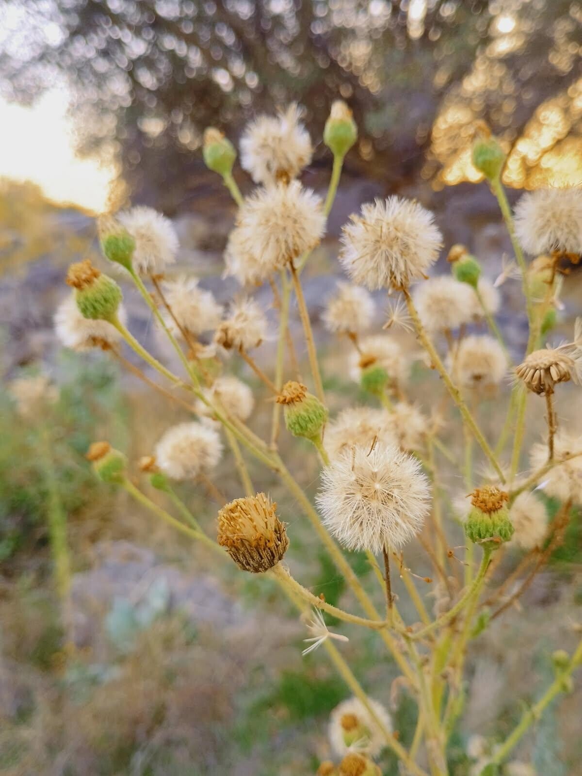 RBT Mand Training Slides