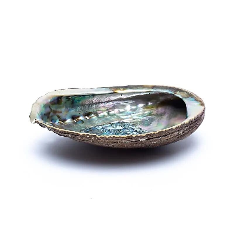 Groene Abalone smudge schelp Haliotis Fulgens