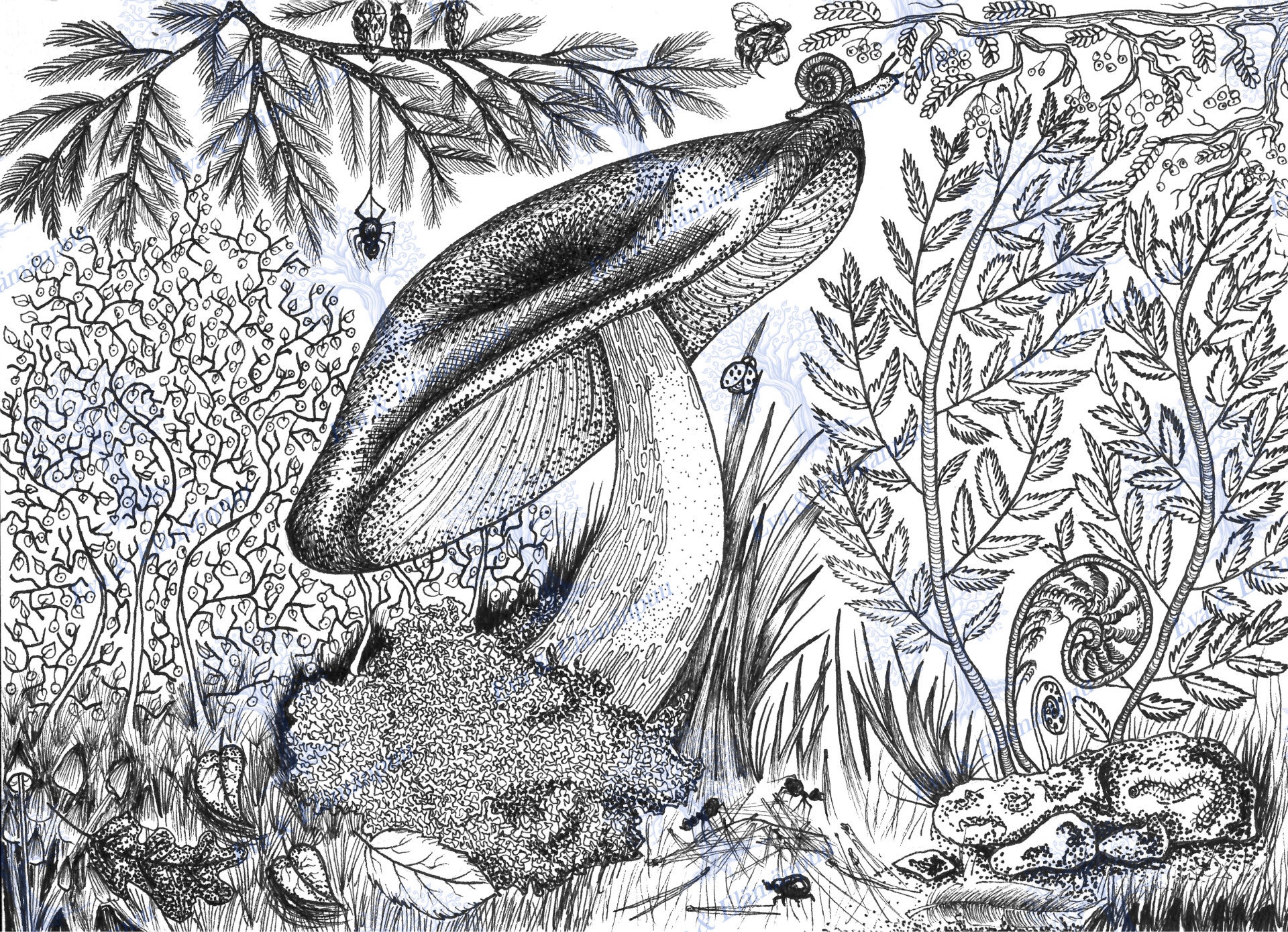 Kuvitus tussilla (valokuvapaperilla 15x20)