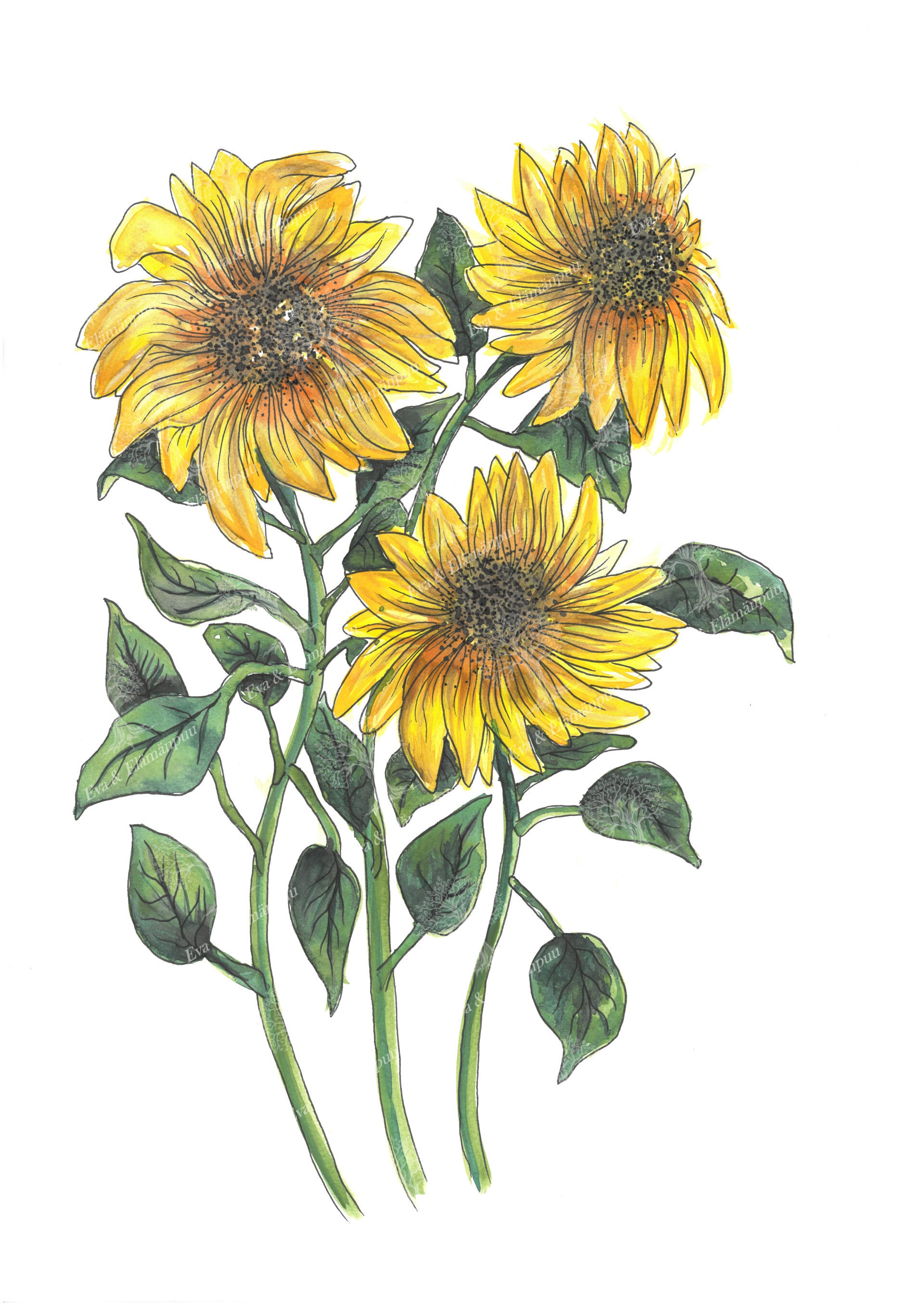 sunflowers_1_wm-standard-n7cfu7.jpg