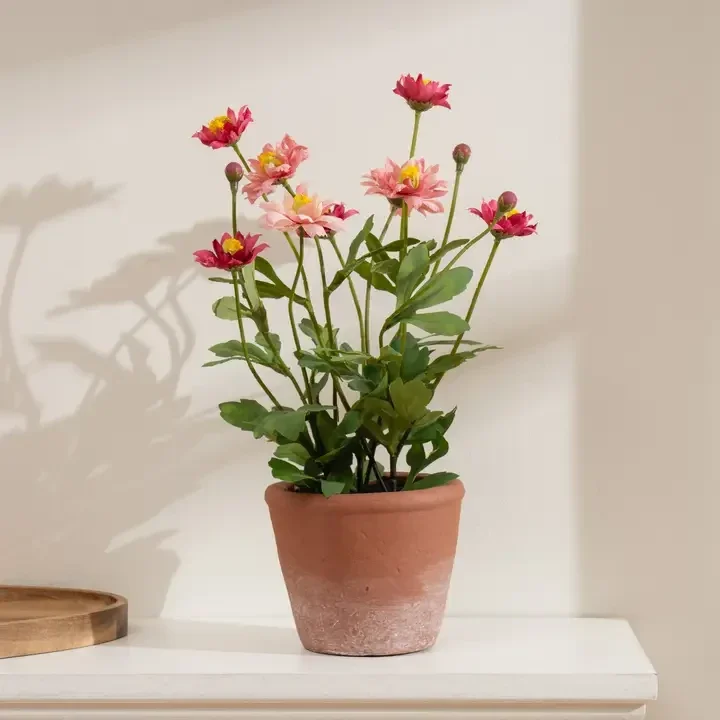 34cm Pyrethrum Daisy Pink in Terracotta Pot