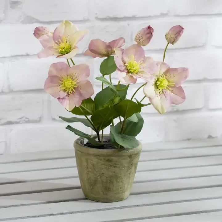 34cm Purple Hellebore Plant