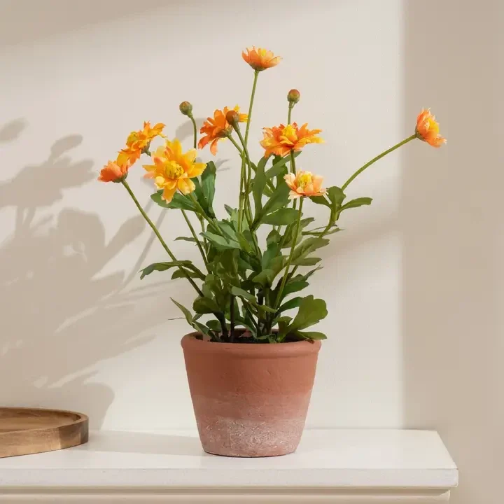 34cm Pyrethrum Daisy Orange in Terracotta Pot