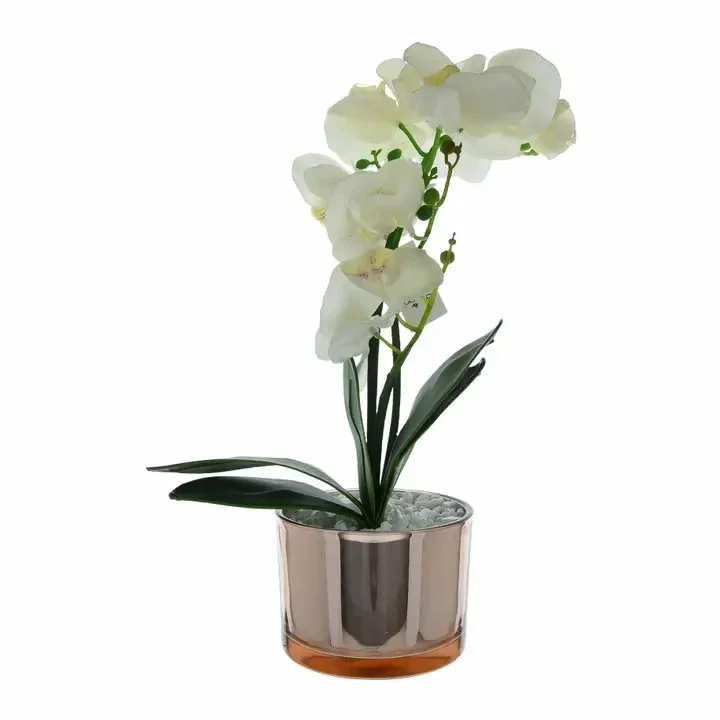 Cream Orchid in Glass Pot 40cm