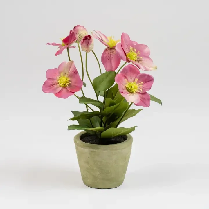 34cm Pink Hellebore Plant