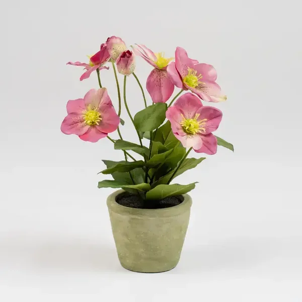 34cm Pink Hellebore Plant