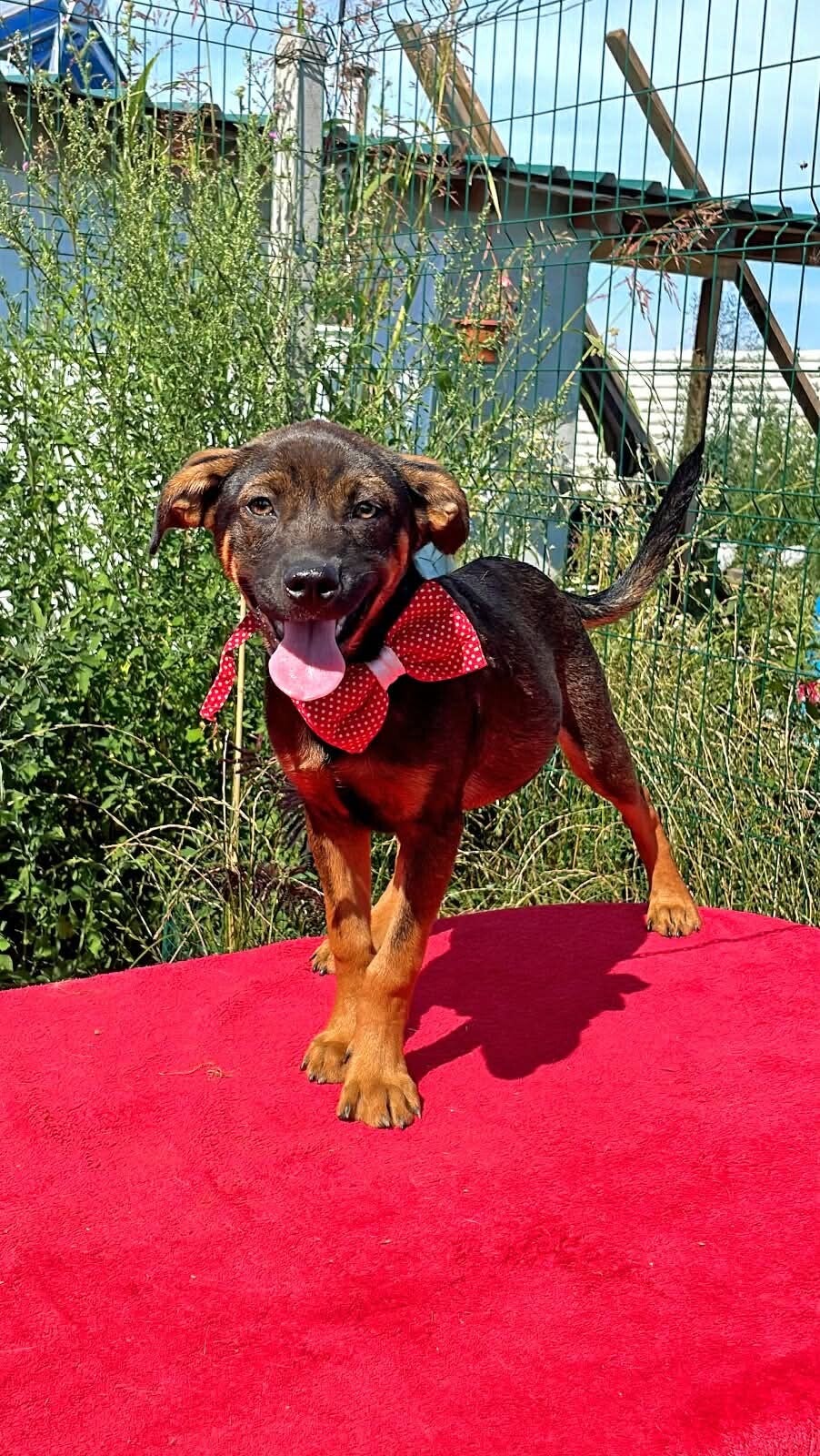 MATTEO