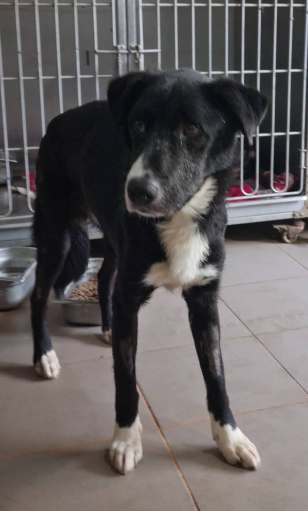 ZORRO