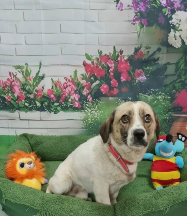 WATSON