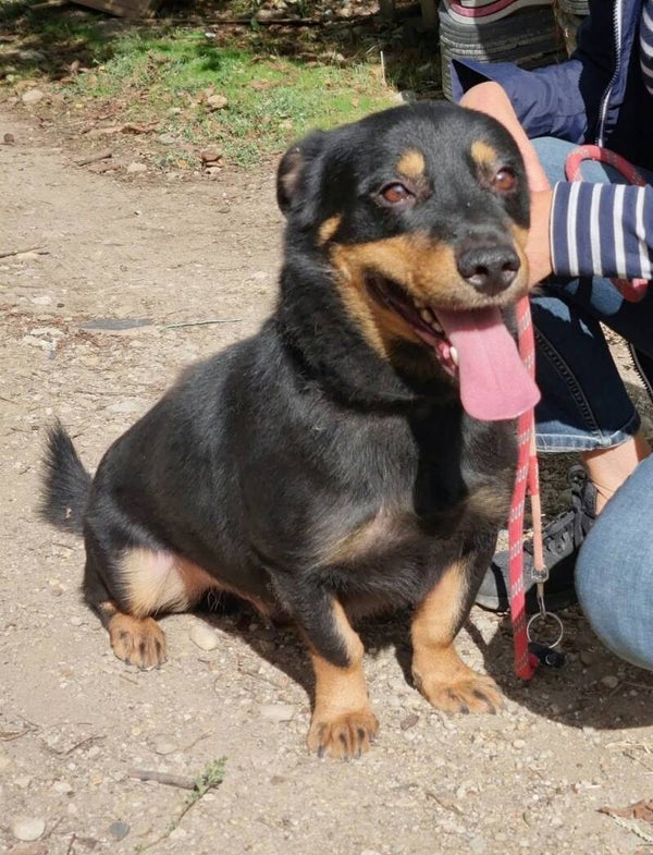 TAZ