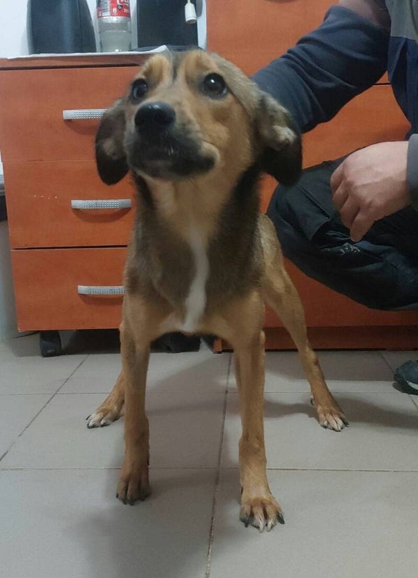 DAPHNE