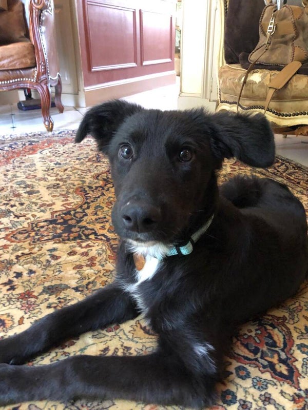 ARCHIE