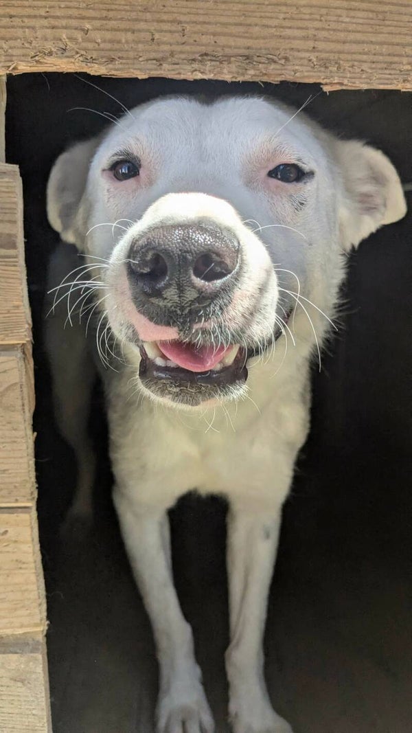MOCHI