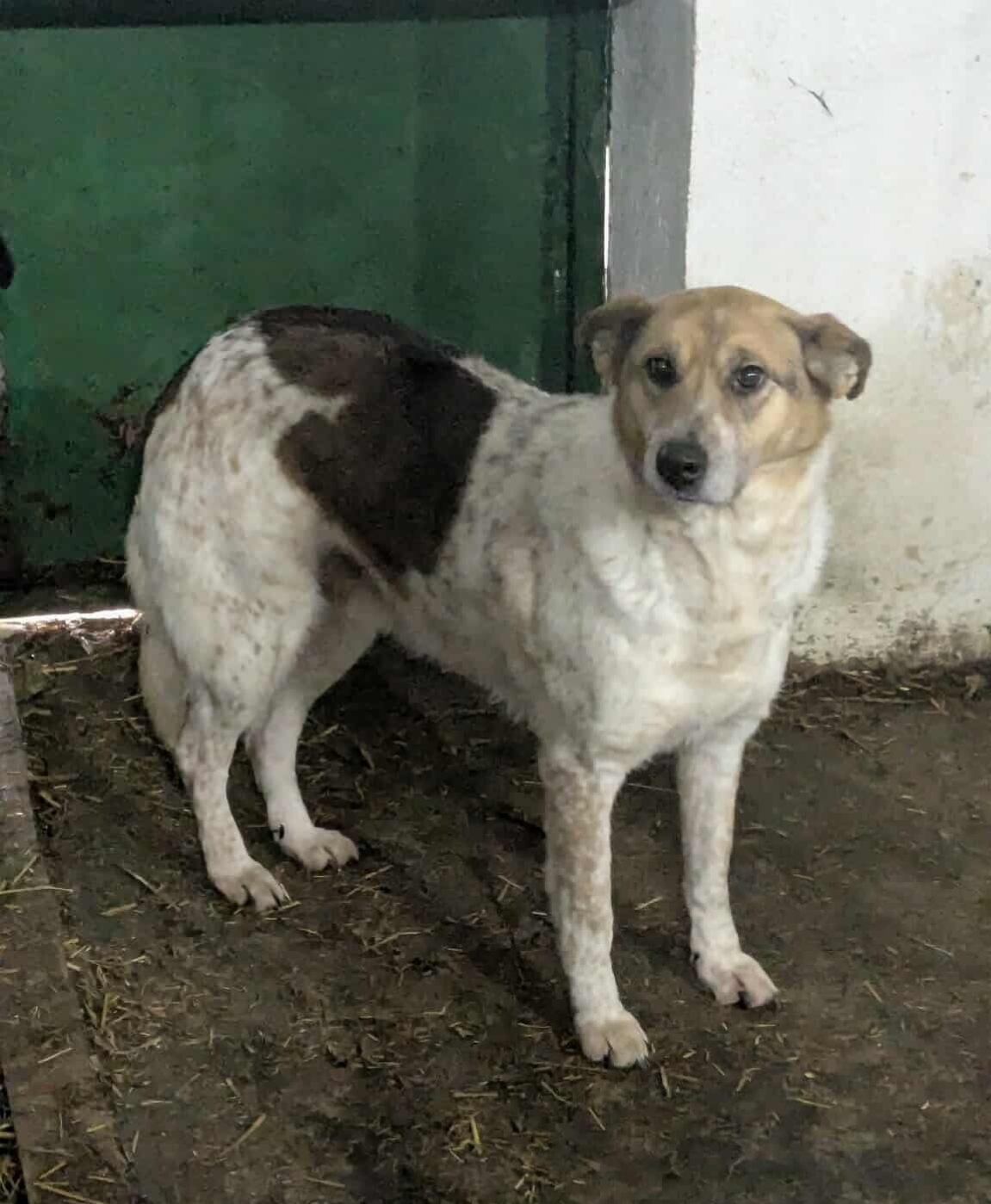 ELLA