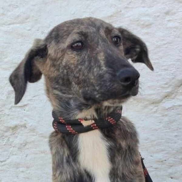 MELBA