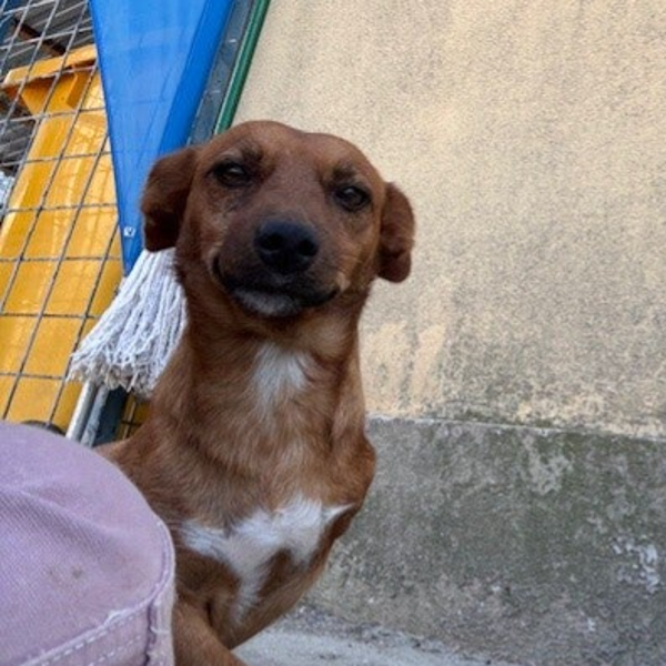 PEPITO