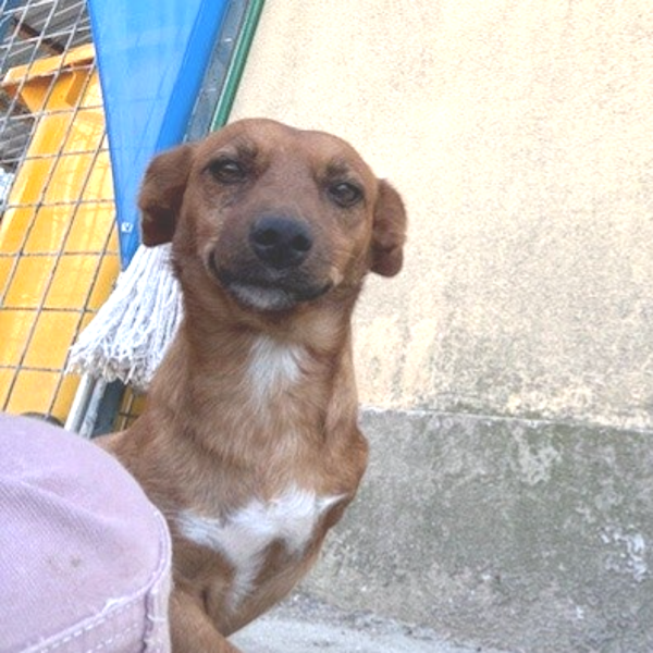 .PEPITO