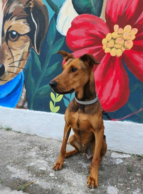 ZEUS