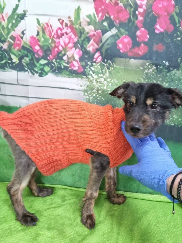 TIKSY