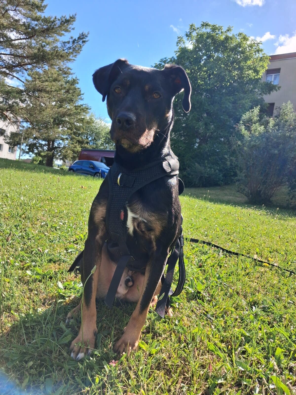 NASH