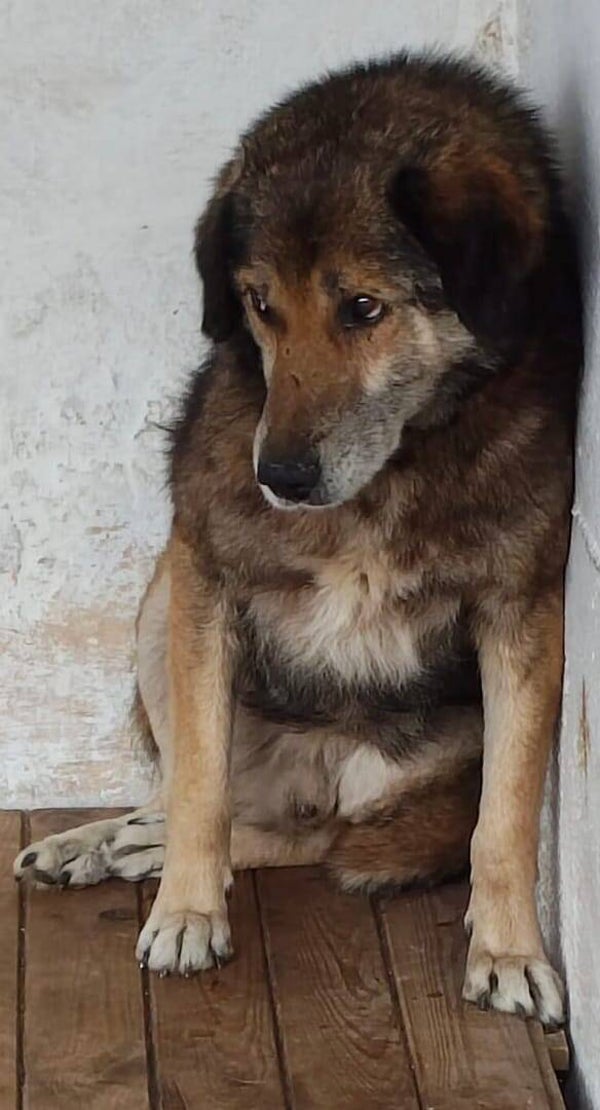 PISTOU