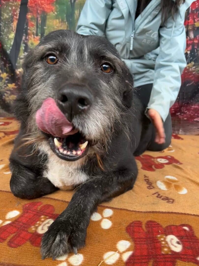 MERLIN