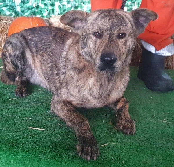 RUFUS