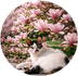 Kattentrimsalon Magnolia
