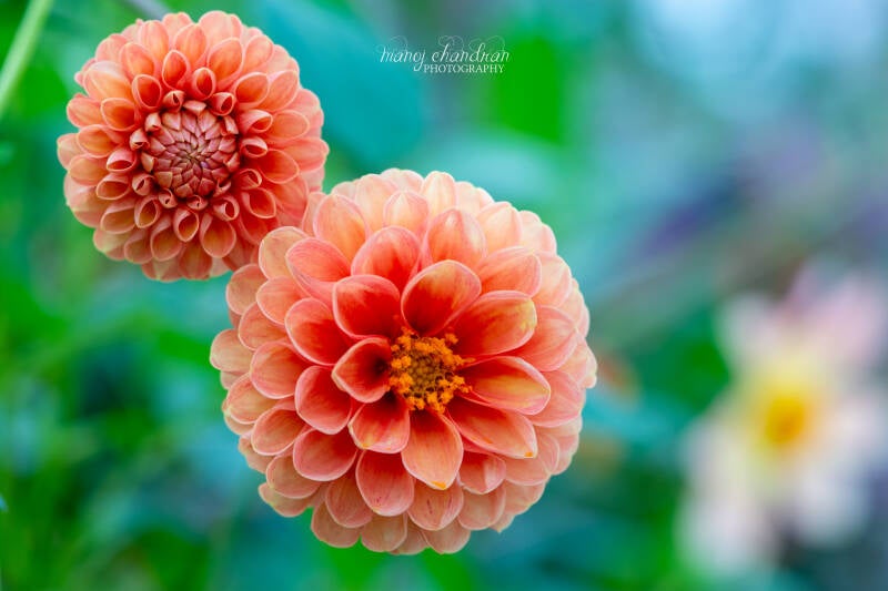 manoj-selected-20141122_163511_2030-standard.jpg