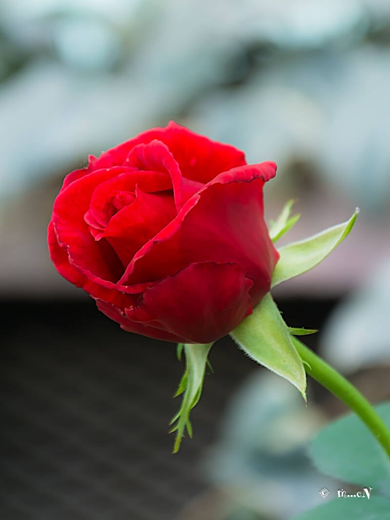 mcn_8483-edit-1-standard.jpg