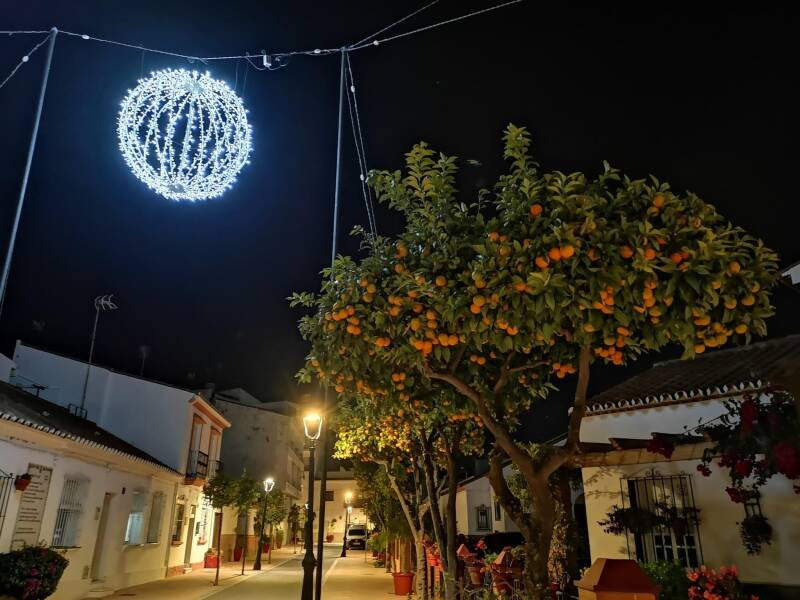  Beautiful orange trees in Estepona