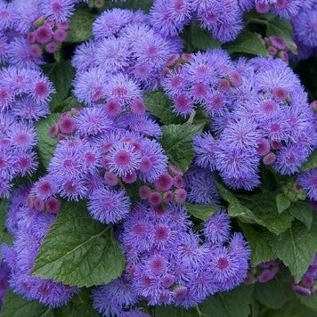 Ageratum ‘Dwarf Blue Mink’